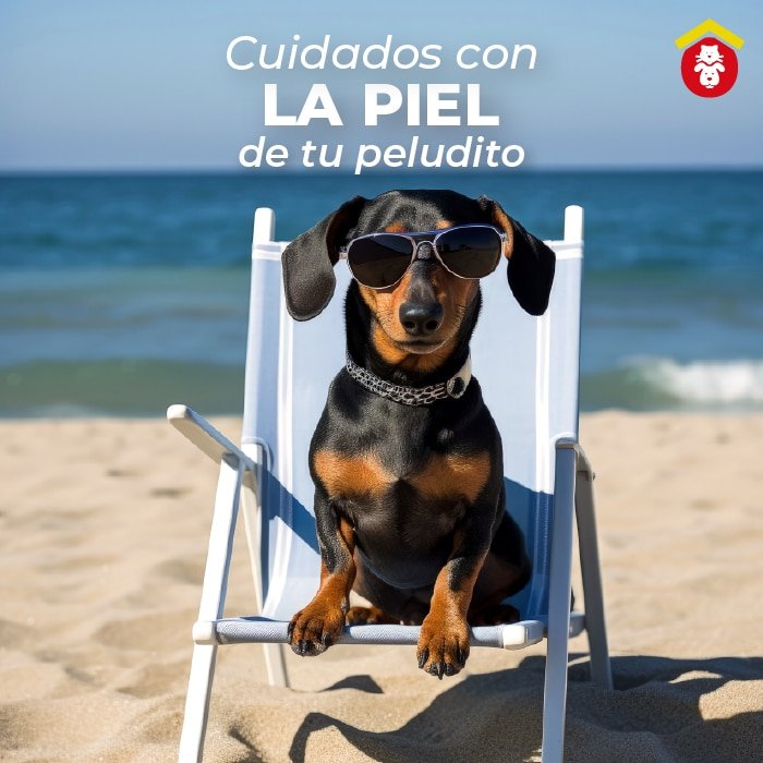 Precauciones con tu mascotas en tiempos de sol