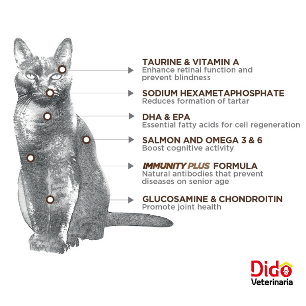 NUPEC CAT SENIOR - Imagen 3