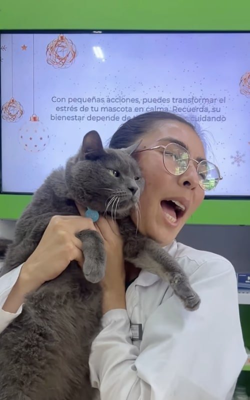 Rectángulo 3096